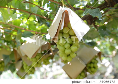 閃耀馬斯喀特 閃耀馬斯喀特 25966578