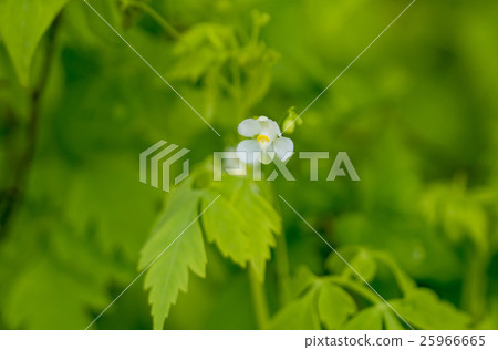 富森克魯茲 25966665