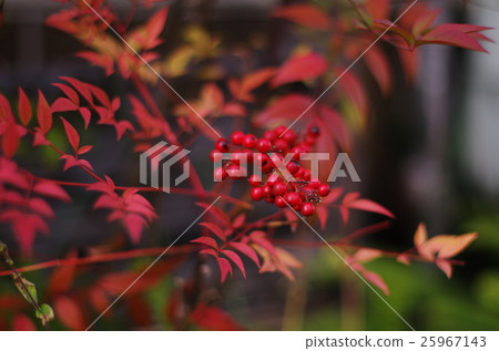 我打開紅色水果 25967143