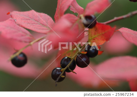 Natural plant Natsuhaze, since the leaves start to turn red from the summer, it is the name that I attached. You can see true autumn leaves in autumn Natural plant Natsuhaze, since the leaves start to turn red from the summer, it is the name that I attached. You can see true autumn leaves in autumn 25967234