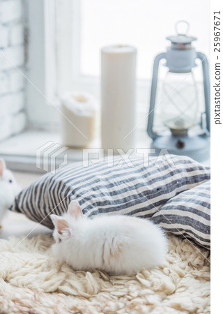 nice rabbits 25967671