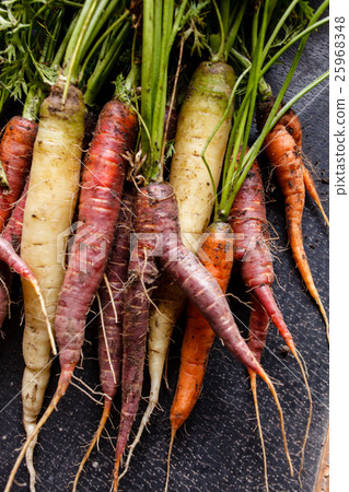 colorful carrots 25968348