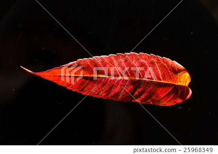 autumn leaves 25968349
