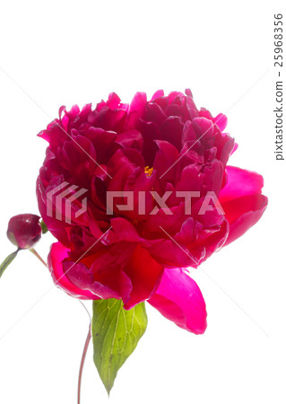 peony on the white peony on the white 25968356