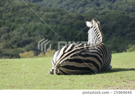 斑馬坐和休息 斑馬坐和休息 25969848