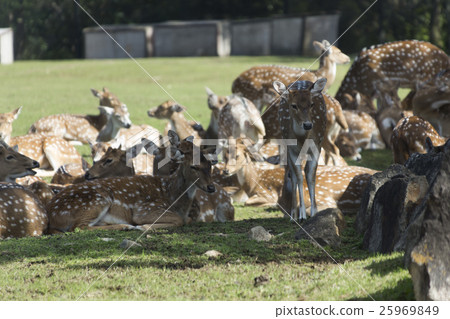 A group of axias A group of axias 25969849