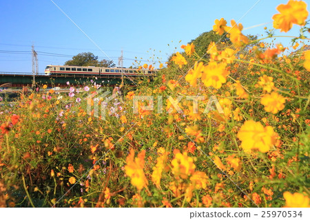 Cosmos and Seibu Red Arrow Classic Cosmos and Seibu Red Arrow Classic 25970534