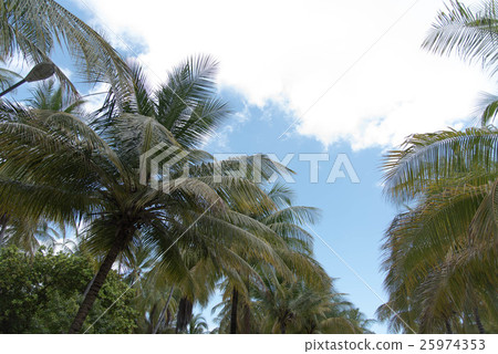 熱帶棕櫚樹 25974353