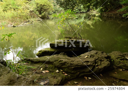 Sanshiro pond at the University of Tokyo Sanshiro pond at the University of Tokyo 25974804