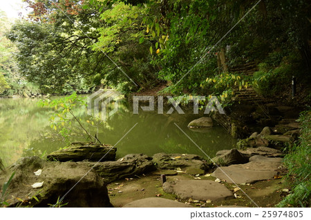 Sanshiro pond at the University of Tokyo 25974805