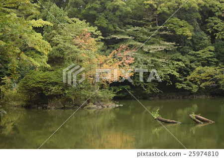Sanshiro pond at the University of Tokyo Sanshiro pond at the University of Tokyo 25974810