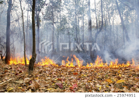 bush fire in tropical forest 25974951
