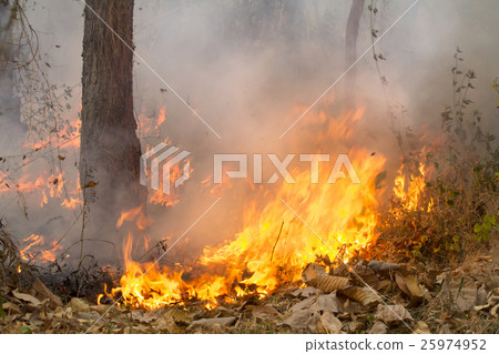 bush fire in tropical forest 25974952