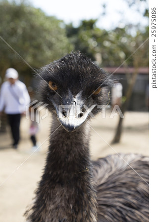 Emu's face 25975086
