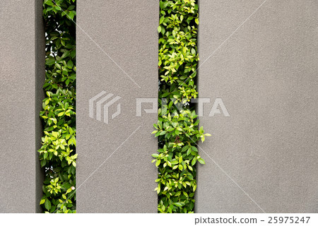 Tree and wall background. 25975247