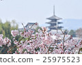 Horyuji temple seen by cherry blossoms 25975523
