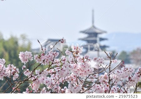 Horyuji temple seen by cherry blossoms Horyuji temple seen by cherry blossoms 25975523