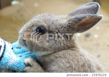 Rabbit feeding (up) 25976229