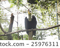The hornbill 25976311