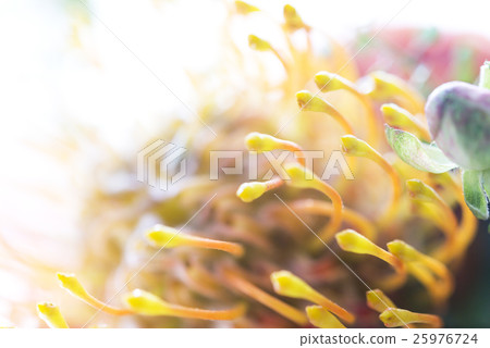 Wild flower Soleil 25976724