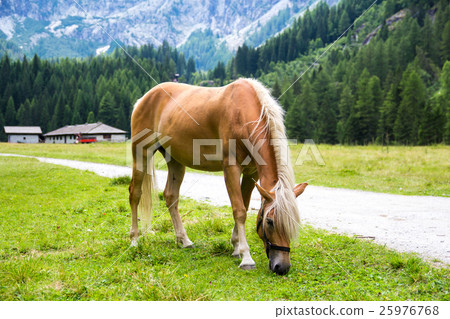 Haflinger horse Haflinger horse 25976768