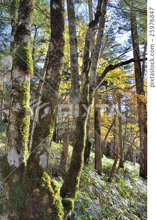 老苔蘚和kumasa的味道 25976847