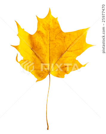 Yellow autumn maple leaf 25977470