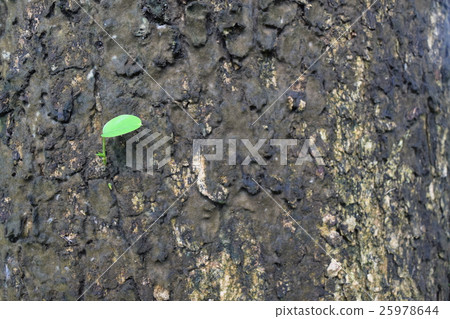 concept small plant sprout from the phloem wood 25978644