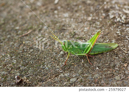 蚱蜢 25979027