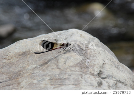 短腹幽蟌 短腹幽蟌 25979733