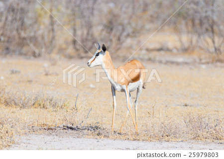 Springbok grazing in the bush Springbok grazing in the bush 25979803