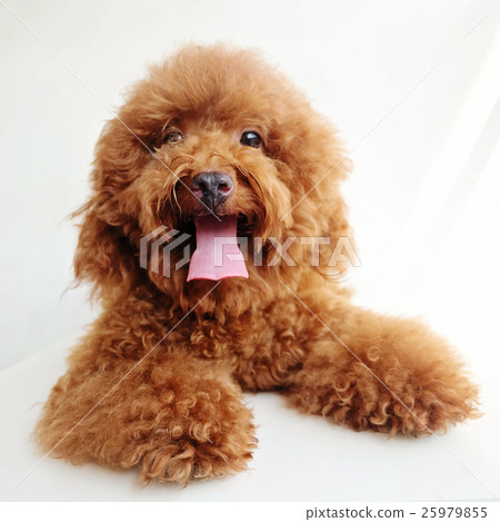Miniature poodle with white background 25979855