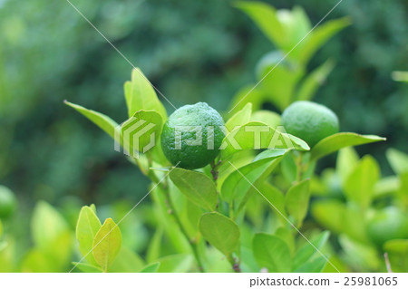 Lemon Lemon 25981065