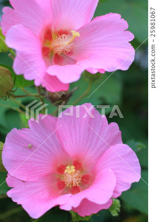 芙蓉 芙蓉 25981067