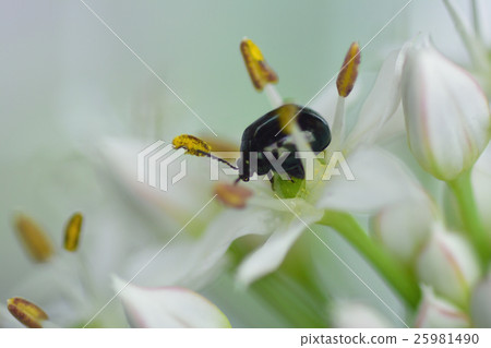 害蟲昆蟲甲蟲 25981490