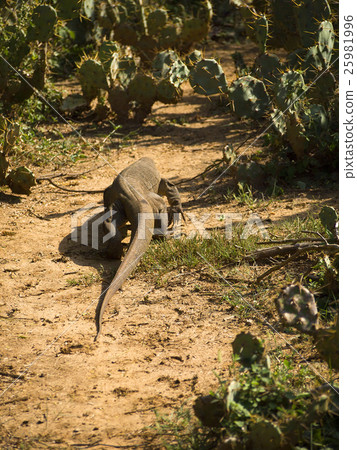 Young waran in a national park Young waran in a national park 25981996