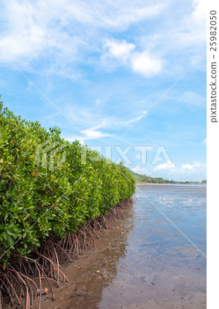 Mangrove forest in the tropical place Mangrove forest in the tropical place 25982050