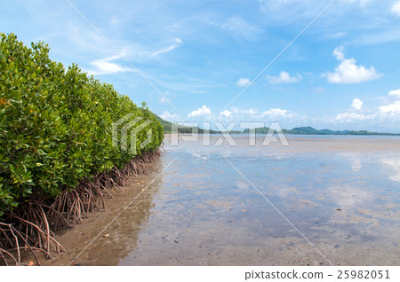 Mangrove forest in the tropical place Mangrove forest in the tropical place 25982051