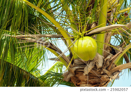 图库照片: coconuts with coconut tree .