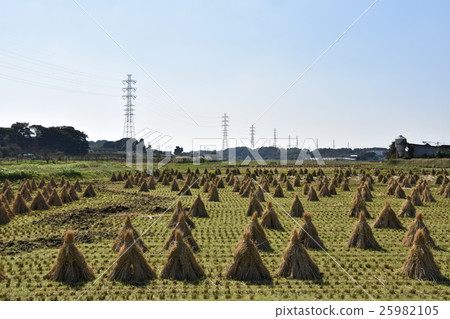 茅崎Ri的秋天 25982105