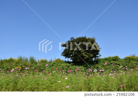 茅崎Ri的秋天 25982106