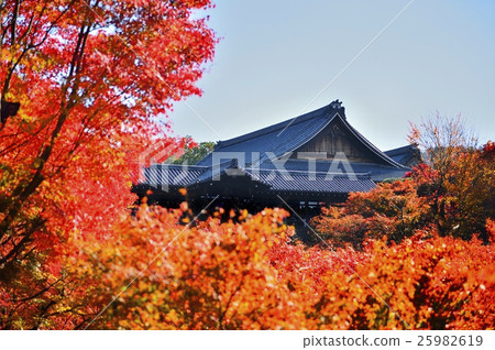 Tofukuji Tsutenbashi Autumn Leaves 25982619