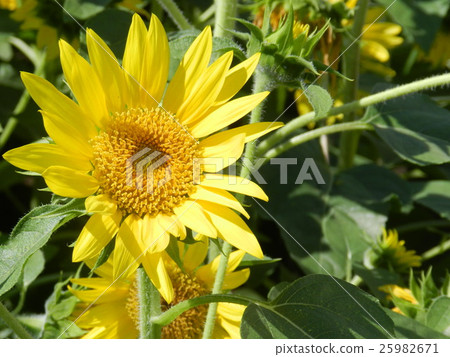 sunflower sunflower 25982671