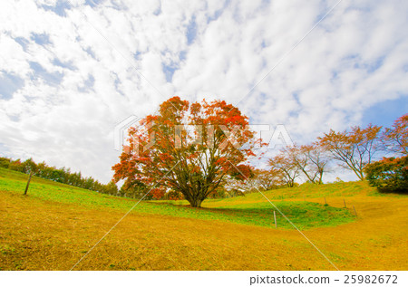 Seven colors of autumn leaves maple Seven colors of autumn leaves maple 25982672