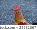 雞 25982867