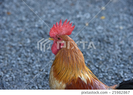 雞 25982867
