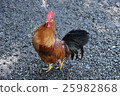 雞 25982868