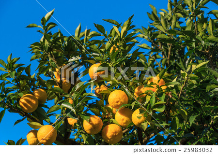 Yuzu vine Yuzu vine 25983032