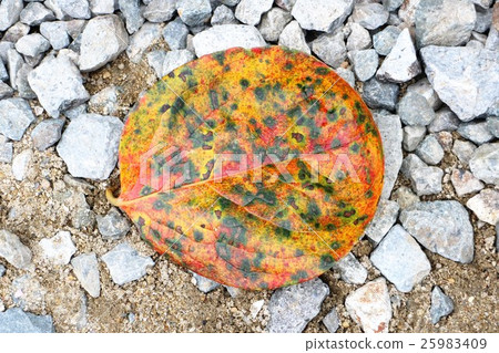 Fallen leaves  25983409