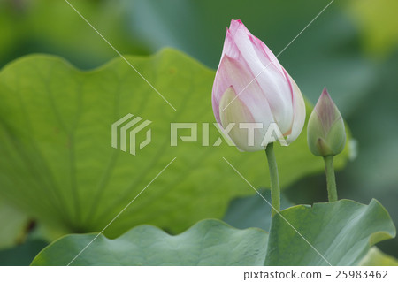 荷花 25983462